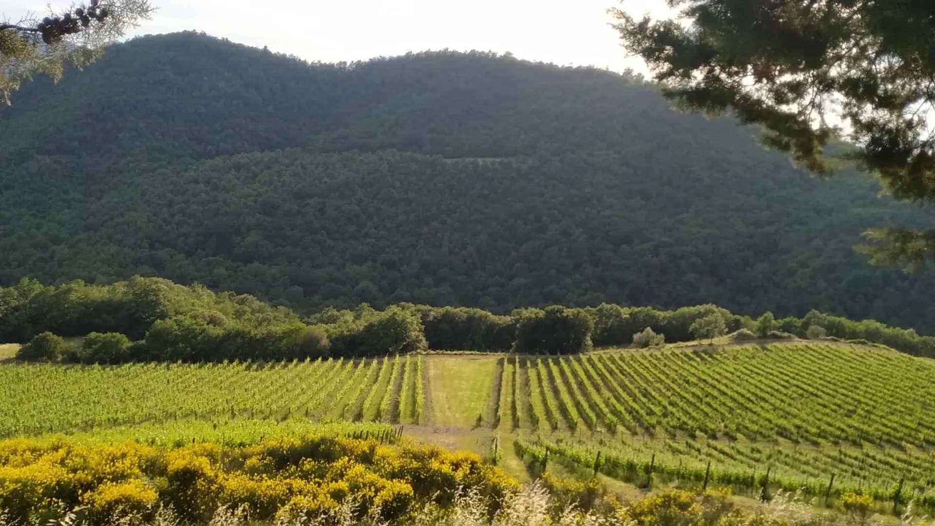 Farma Vila Borgo Macereto Dicomano Itálie